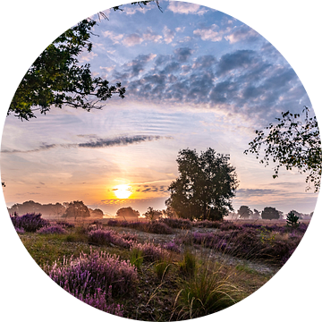 De dag begint met prachtige paarse heide en een mooie lucht. van Els Oomis