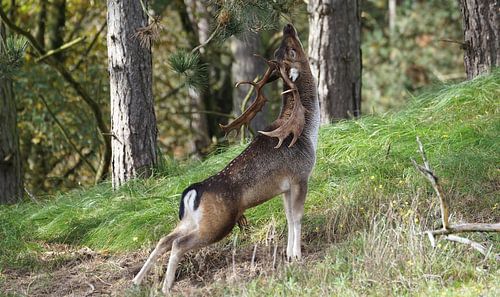 Damhert met kromme rug