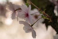 Japanese cherry
