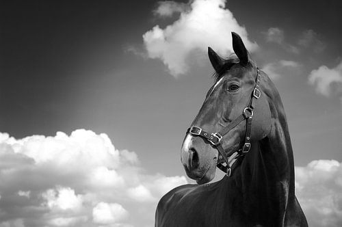 Klassiek paard van Mariska Hofman