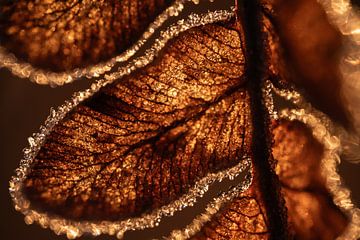 Varens met rijp in winterlicht