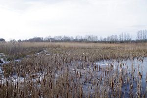 Wintergezicht von Ad Steenbergen