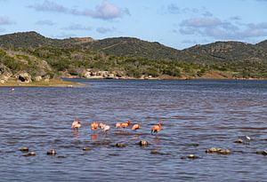 Flamingo in den Salzpfannen von Jan Kok, Curaçao