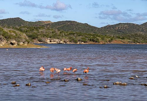 Flamingo in de zoutpannen van Jan Kok, Curaçao