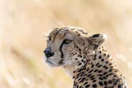 Out of Africa by John Dekker