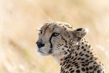 Out of Africa