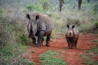 Südafrika - Safaris, Küsten und Weinberge