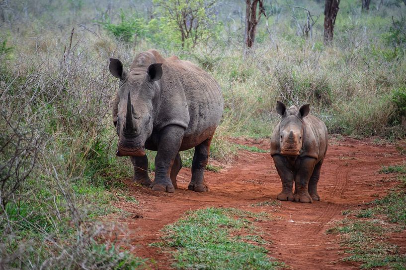 Südafrika - Safaris, Küsten und Weinberge von Patrick Fotografeert