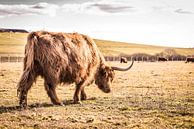 Highlander écossais à Brabant par Floris Oosterveld Aperçu