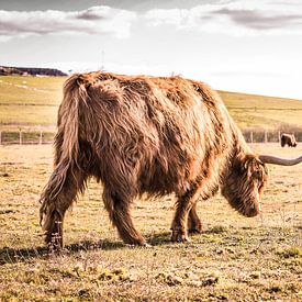 Schotse hooglander in Brabant van Floris Oosterveld