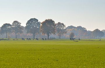 hollands landschap van Petra De Jonge