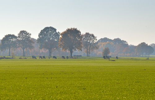 hollands landschap