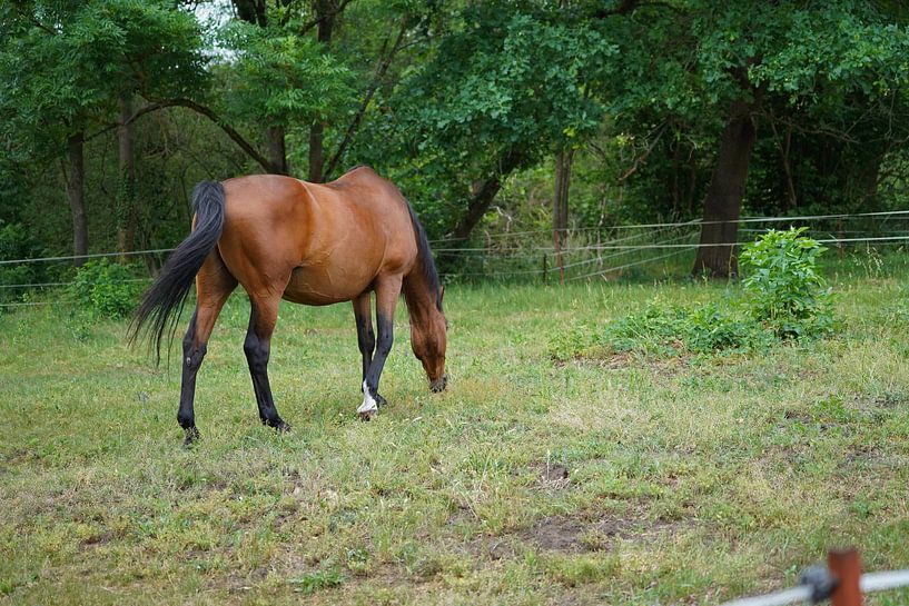 Trakehner Feldmeyer in the pasture by Babetts Bildergalerie