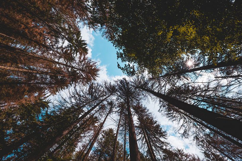 Forest Silence by Dominik Hüther