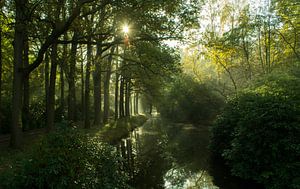 Que la lumière soit (harpes solaires parmi les arbres à De Horsten, Wassenaar)