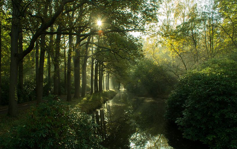 Que la lumière soit (harpes solaires parmi les arbres à De Horsten, Wassenaar) par Birgitte Bergman