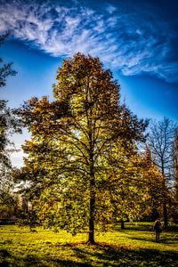 Baum mit Blättern im Gegenlicht im Herbst