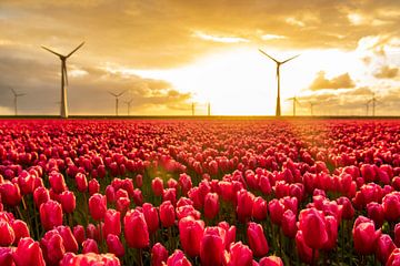 Rode tulpen in een veld met windturbines op de achtergrond