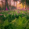 Vingerhoedskruid op de Veluwe van Rick Kloekke
