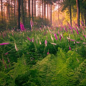 Foxglove on the Veluwe by Rick Kloekke