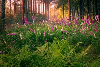 Vingerhoedskruid op de Veluwe