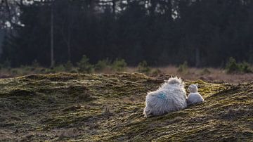 Sheep with her lamb by Martzen Fotografie