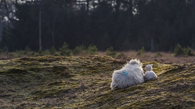 Sheep with her lamb by Martzen Fotografie