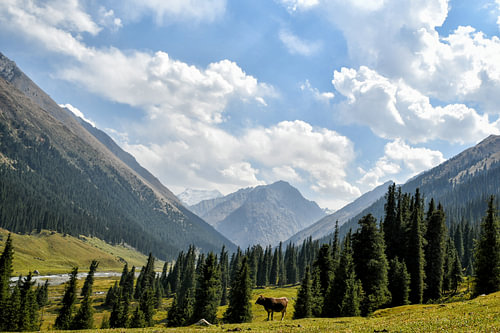 Kuh im Altyn-Arazhan-Tal im Tien-Shan-Gebirge, Kirgisistan