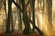 Fall Tango by Ellen Borggreve thumbnail