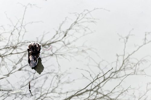 Water met weerspiegeling en stukje hout.