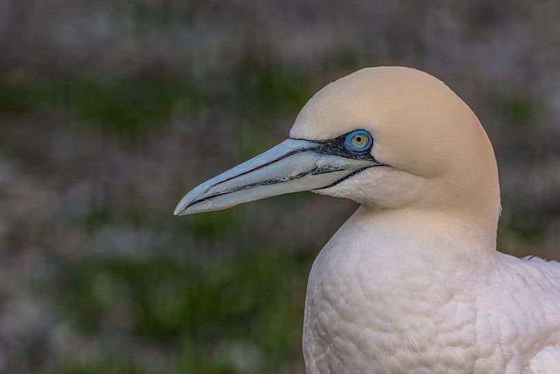 Gannets on the island Helgoland by Puravida - Photography and photo art