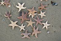 Zeesterren,  starfish