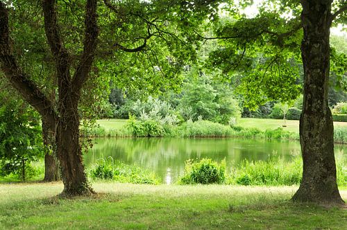 Uitzicht op vijver in park