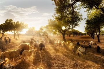 Olive field with a flock of sheep in Mallorca by Voss Fine Art Fotografie
