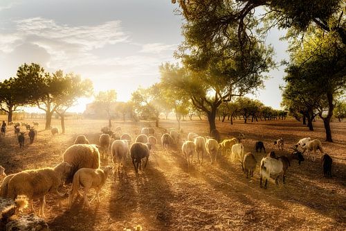 Olijfveld met een kudde schapen in Mallorca