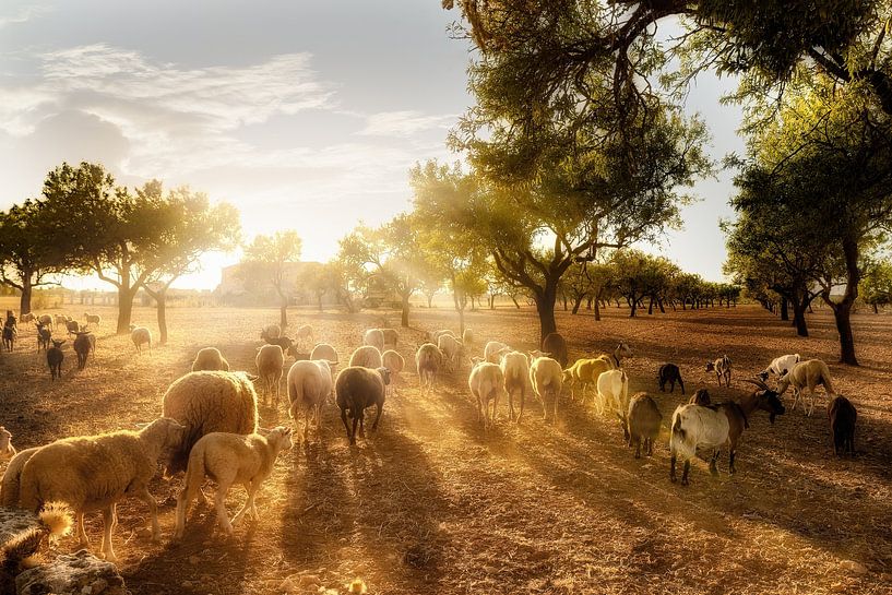 Olivenfeld mit Schafherde auf Mallorca von Voss Fine Art Fotografie