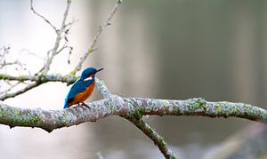 ijsvogel  van Rando Kromkamp