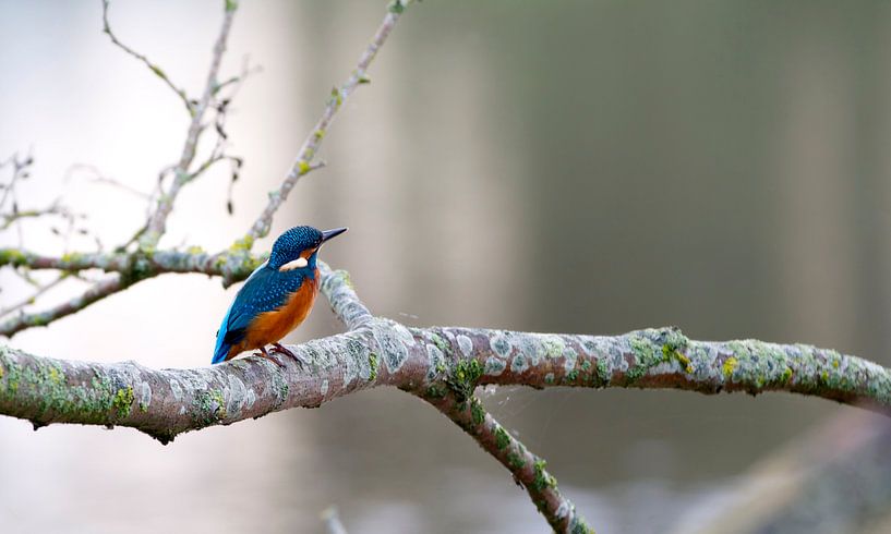 Eisvogel  von Rando Kromkamp