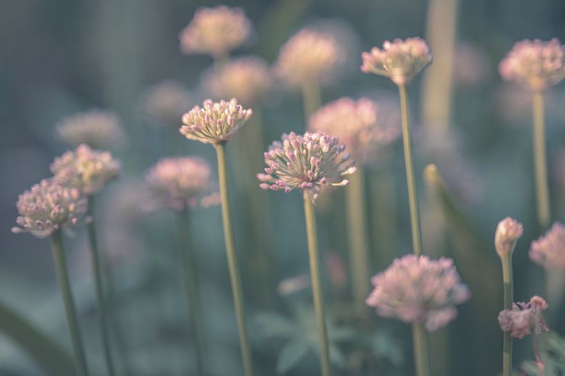 bloemen part 173 van Tania Perneel