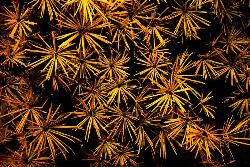 Feuerwerk von Fabrizio Gallo
