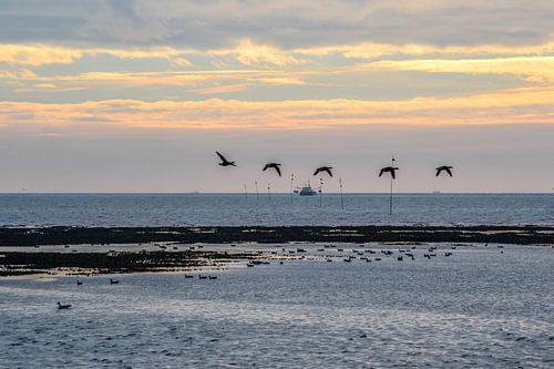 De vogeltrek op het wad bij zonsondergang