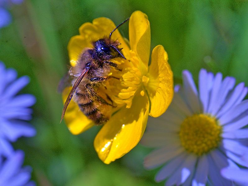 Abeille sur la fleur par Edgar Schermaul