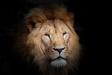 Lion on black by Janine Bekker Photography