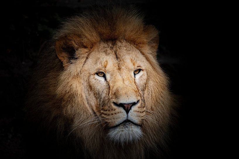 Löwe auf Schwarz von Janine Bekker Photography