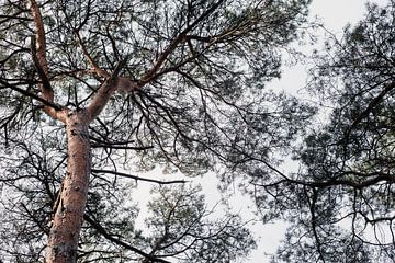 Landschap van bomen van Imaginative