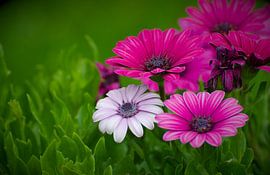 Spanish daisy
