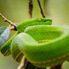 Green viper by Richard Guijt Photography