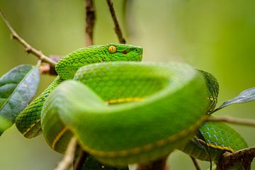Green viper by Richard Guijt Photography