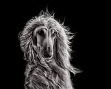 Afghanischer Windhund im Wind von Nuelle Flipse Miniaturansicht