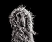 Afghanischer Windhund im Wind